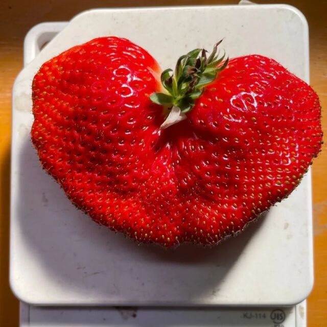 まりりん 様　⭐︎いちごモチーフ 伝統漆芸 麗 石川 創作春慶加賀塗万年筆 – セーラーショップ